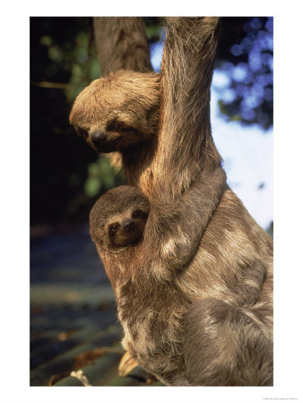 Sloths, Rio De Janeiro, Brazil by Jeff Dunn Pricing Limited Edition Print image