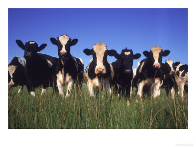 Holstein Dairy Cows, Wi by Mark Gibson Pricing Limited Edition Print image