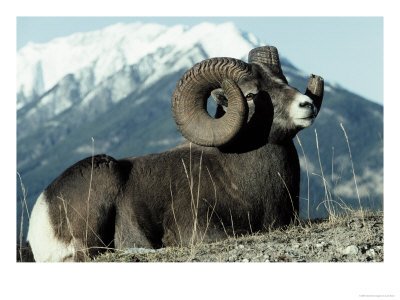 Rocky Mountain Bighorn Sheep, Jasper National Park by Lynn M. Stone Pricing Limited Edition Print image