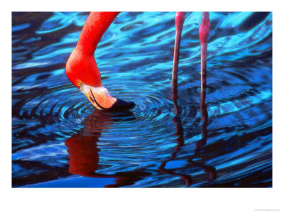 Flamingo, Florida by Pat Canova Pricing Limited Edition Print image