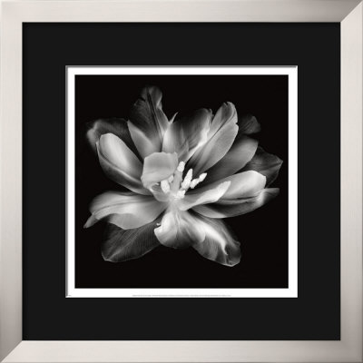 Radiant Tulip Iii by Donna Geissler Pricing Limited Edition Print image