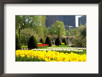 Public Gardens, Boston, Ma by Kindra Clineff Pricing Limited Edition Print image
