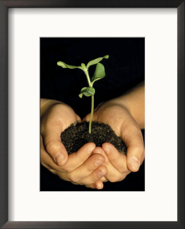 Hands Holding Seedling by Ken Wardius Pricing Limited Edition Print image