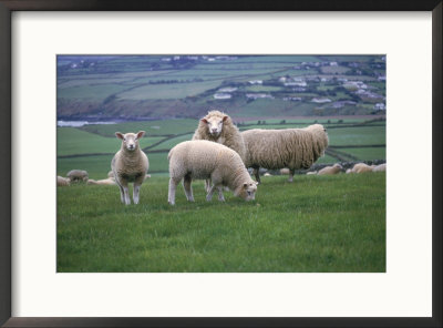 Sheep In Field, Isle Of Man, Uk by Michele Burgess Pricing Limited Edition Print image