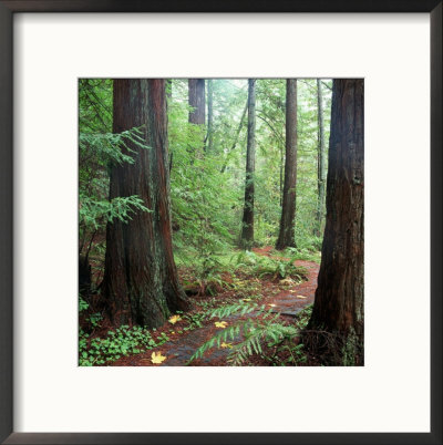 Redwood Grove, Northern Ca by David Porter Pricing Limited Edition Print image