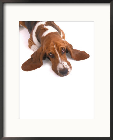 Bassett Hound With Soulful Expression by Henryk T. Kaiser Pricing Limited Edition Print image