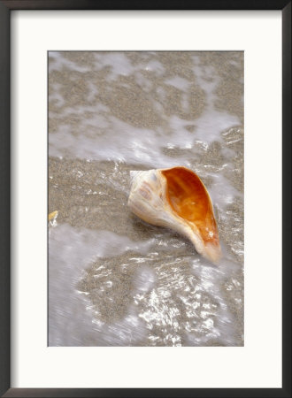 Conch Shell On Beach by Eric Kamp Pricing Limited Edition Print image