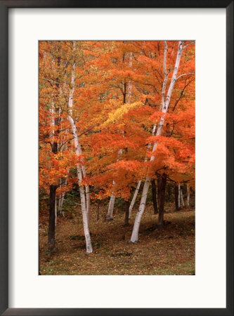 White Birch Trees In Fall, Vermont, Usa by Charles Sleicher Pricing Limited Edition Print image