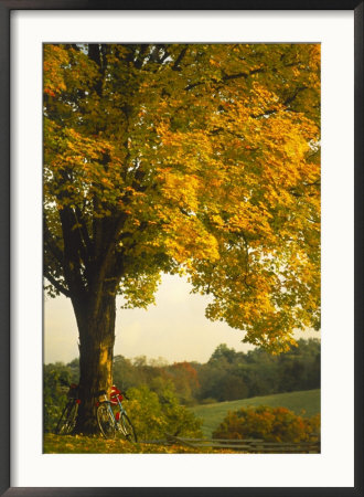 Road Bikes Leaning Against Maple Tree by Robert Houser Pricing Limited Edition Print image
