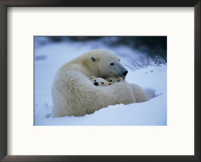 A Polar Bear Snuggles Up With Her Cubs by Paul Nicklen Pricing Limited Edition Print image