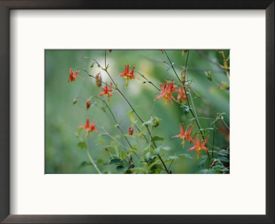 Crimson Columbines Above The Columbia River Gorge by Phil Schermeister Pricing Limited Edition Print image