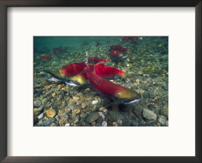 Sockeye Salmon, Also Called Red Salmon by Paul Nicklen Pricing Limited Edition Print image