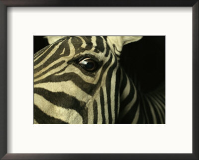 Close View Of Zebra Face by Steve Winter Pricing Limited Edition Print image