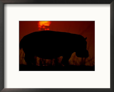 Silhouetted Hippo by Beverly Joubert Pricing Limited Edition Print image