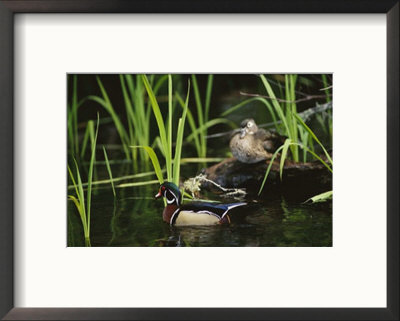 A Male Wood Duck Swims Past Its Mate Perched On A Log by Raymond Gehman Pricing Limited Edition Print image