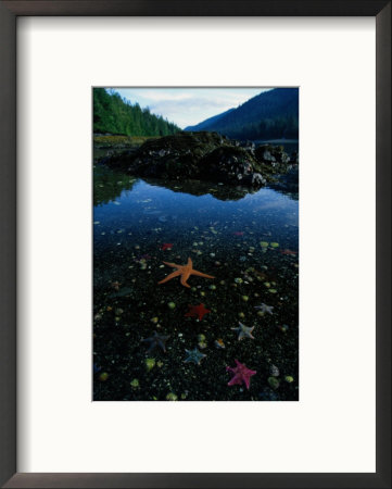 Low Tide Reveals A Galaxy Of Bat Stars And Other Sea Creatures by Raymond Gehman Pricing Limited Edition Print image