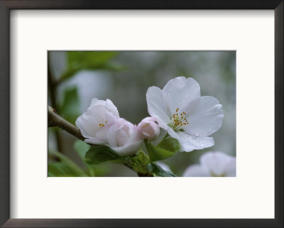 Close View Of A Cluster Of Cherry Blossoms In Rock Creek Park by Taylor S. Kennedy Pricing Limited Edition Print image