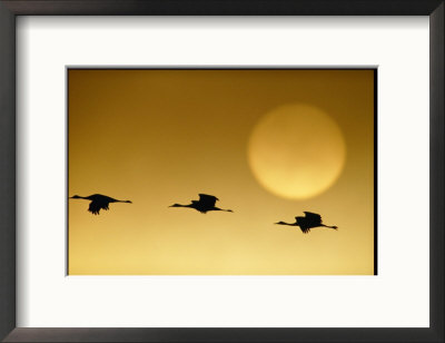 Snow Geese Flying By The Sun At Twilight by Joel Sartore Pricing Limited Edition Print image