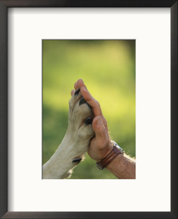 Jim Dutcher Places His Hand To The Paw Of A Gray Wolf, Canis Lupus by Jim And Jamie Dutcher Pricing Limited Edition Print image