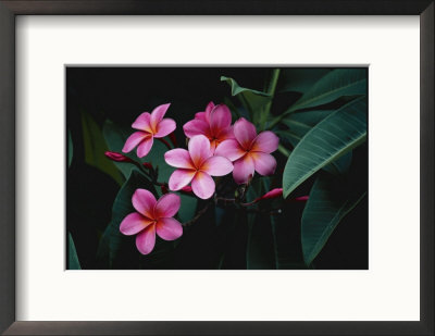 A Close View Of Intense Pink Blooms by Jodi Cobb Pricing Limited Edition Print image