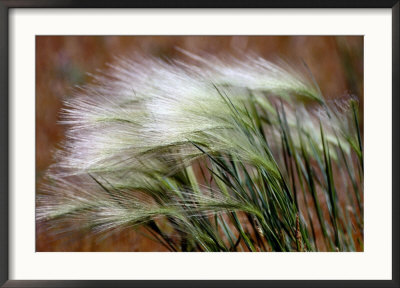 Prairie Grass by Raymond Gehman Pricing Limited Edition Print image