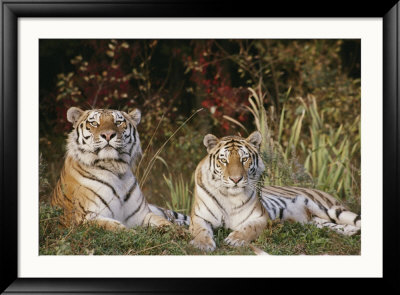 A Portrait Of Two Captive Siberian Tigers by Dr. Maurice G. Hornocker Pricing Limited Edition Print image