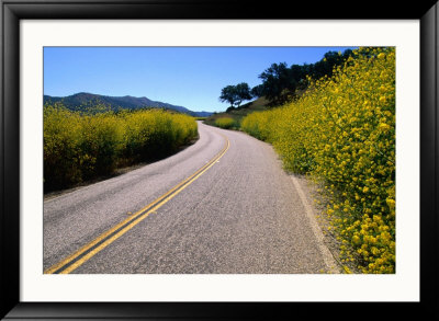 Highway 25 Lined With Mustard Hedges, Pinnacles National Monument, Usa by John Elk Iii Pricing Limited Edition Print image