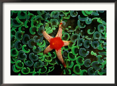 A Red-Tipped Starfish Walks Through A Mass Of Anchor Coral by Wolcott Henry Pricing Limited Edition Print image