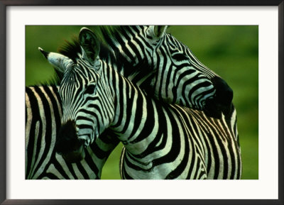 Burchells Zebras by Chris Johns Pricing Limited Edition Print image