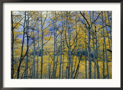 Seasonal Forest, San Juan National Forest, Colorado, Usa by Rob Blakers Pricing Limited Edition Print image