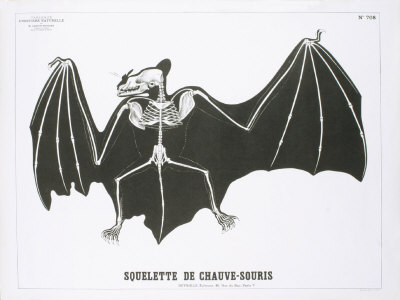 Bat Skeleton Teaching Chart by Deyrolle Pricing Limited Edition Print image