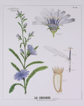 Chicoree Teaching Chart by Deyrolle Pricing Limited Edition Print image