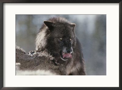 Gray Wolf Licks Its Lips While Feasting On Mule Deer by Jim And Jamie Dutcher Pricing Limited Edition Print image