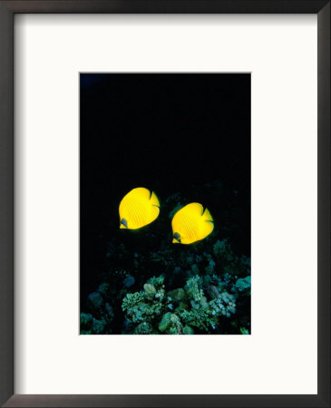 Pair Of Masked Butterflyfish (Chaetodon Semilarvatus), Red Sea, Egypt by Casey Mahaney Pricing Limited Edition Print image