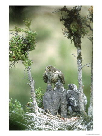 Gyrfalcon, Black Phase, Canada by Patricio Robles Gil Pricing Limited Edition Print image