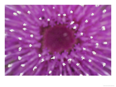 Melancholy Thistle, Close Up Of Stamens, Scotland by Mark Hamblin Pricing Limited Edition Print image
