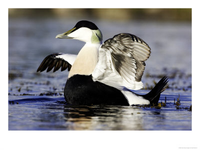 Eider, Adult Male On Water Flapping Wings, Norway by Mark Hamblin Pricing Limited Edition Print image
