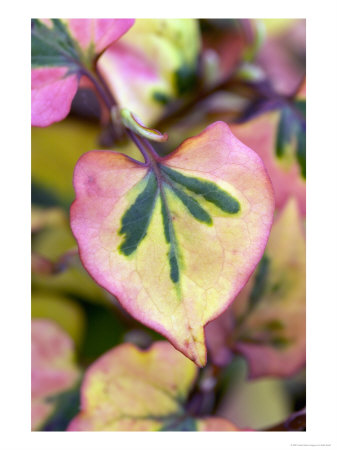 Houttuynia Cordata, Close Up Of Leaves by Kidd Geoff Pricing Limited Edition Print image