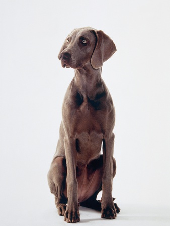 Weimaraner Dog Sitting by Holger Winkler Pricing Limited Edition Print image
