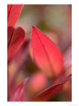 Leucothoe Scarletta by Kidd Geoff Pricing Limited Edition Print image