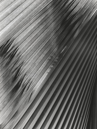 Coconut Palm Leaf by Leonard Gertz Pricing Limited Edition Print image