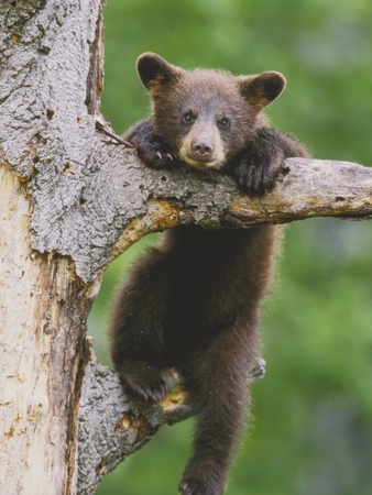 American Black Bear Cub In Tree by Jenny E. Ross Pricing Limited Edition Print image