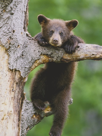 American Black Bear Cub In Tree by Jenny E. Ross Pricing Limited Edition Print image