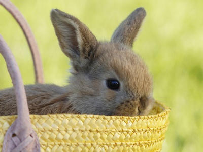 Rabbit Sitting In Basket, Close-Up by Achim Sass Pricing Limited Edition Print image