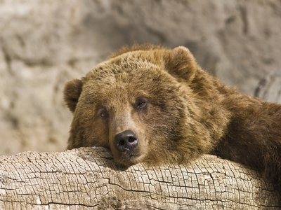 Grizzly Bear Relaxing On A Log by Jay Ryser Pricing Limited Edition Print image