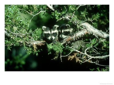 Raccoon, Procyon Lotor 2 Young In Tree Montana, Usa by Alan And Sandy Carey Pricing Limited Edition Print image