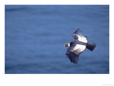 Andean Condor, Adult Male Flying Over Atacam Desert Coast, Peru by Mark Jones Pricing Limited Edition Print image