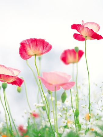 Pink Poppies, White Background by Takashi Komiyama Pricing Limited Edition Print image