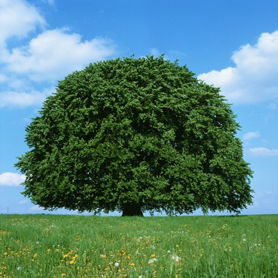 Lonely Tree In Field Of Flowers by Masa-Aki Horimachi Pricing Limited Edition Print image