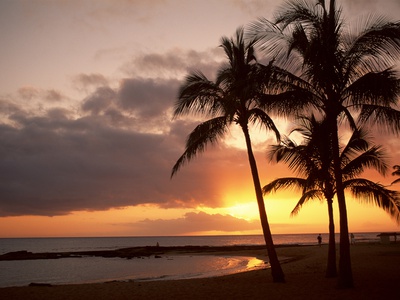 Palm Trees by Douglas Peebles Pricing Limited Edition Print image